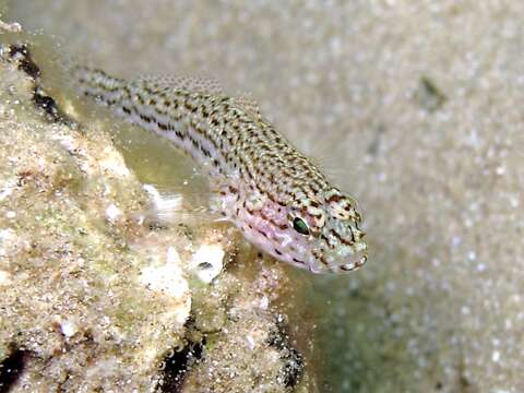 Image of Sarato's Goby