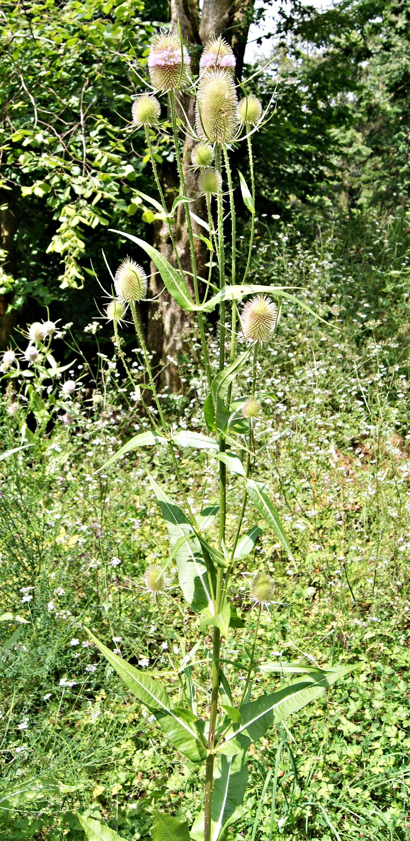 Image of Dipsacus fullonum