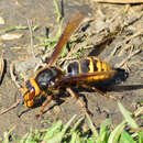 Image of Vespa crabro altaica Perkins 1910