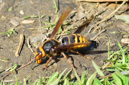 Image of Vespa crabro altaica Perkins 1910