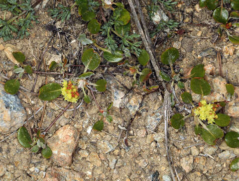 Imagem de Eriogonum marifolium A. Gray