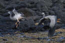 Image of Egretta Forster & T 1817