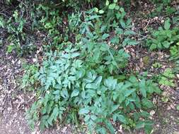 Image of California angelica