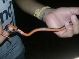 Image of Black-striped Snake