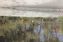 Imagem de Podiceps nigricollis californicus Heermann 1854