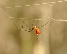 Image of Argyrodes miniaceus (Doleschall 1857)