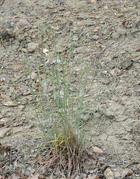 Image of Elymus nodosus (Steven ex Griseb.) Melderis