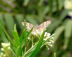 Image of Arizona Powdered-Skipper