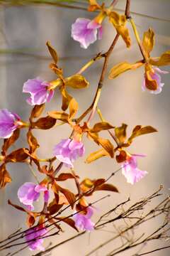 Image of Encyclia hanburyi (Lindl.) Schltr.