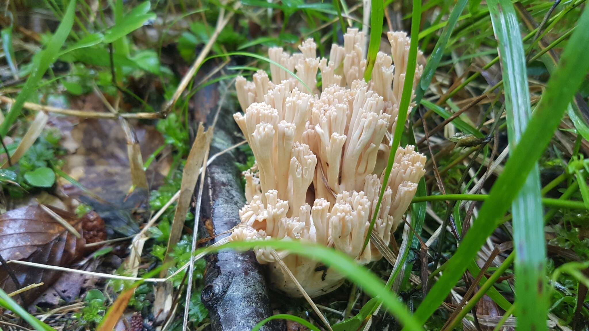 Image of Ramaria pallida (Schaeff.) Ricken 1920