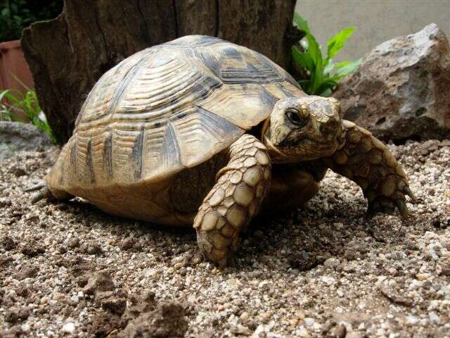 Imagem de testudo graeca