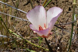 Calochortus simulans (Hoover) Munz resmi