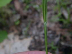 Imagem de Carex amphibola Steud.