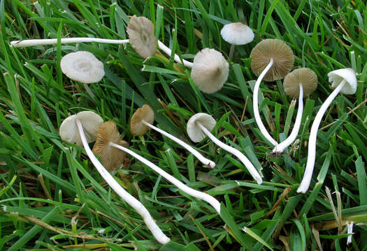 Image of Conocybe apala (Fr.) Arnolds 2003