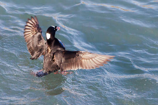 Image of scoter