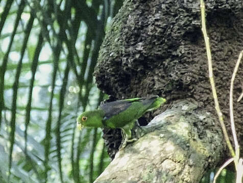 Image of Black-eared Parrotlet