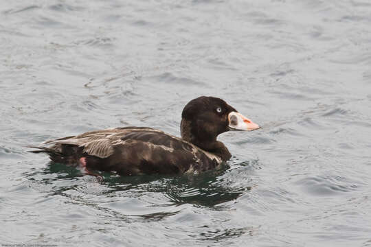 Image of scoter