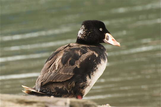 Image of scoter