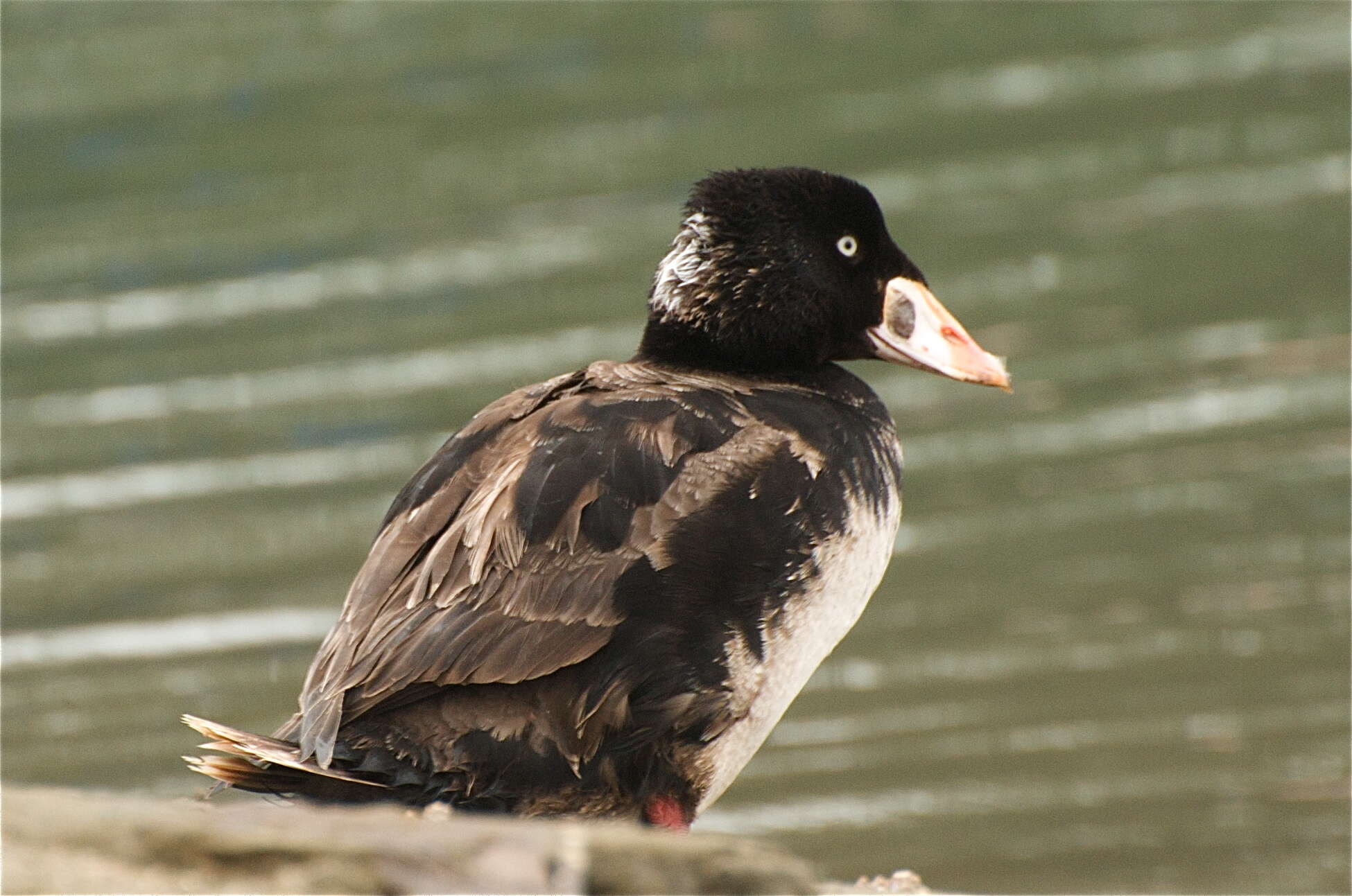 Image of scoter