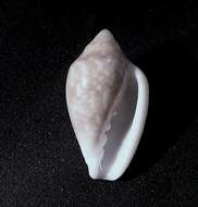 صورة Marginella fishhoekensis Massier 2004