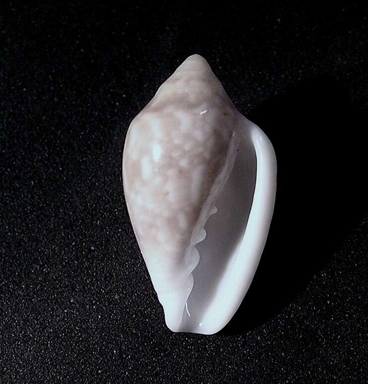 Imagem de Marginella fishhoekensis Massier 2004