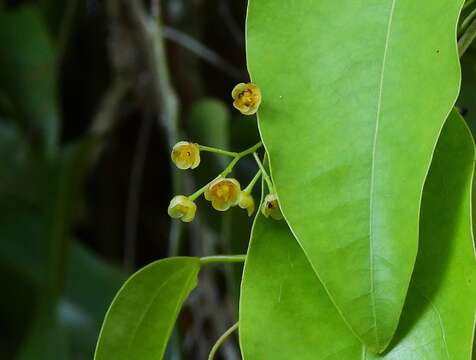 Image of Hypserpa laurina (F. Müll.) Diels