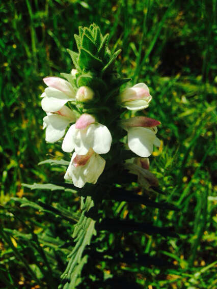 Image of Mediterranean lineseed