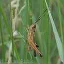 Image de Staurorhectus longicornis Giglio-Tos 1897