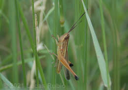 Image de Staurorhectus longicornis Giglio-Tos 1897