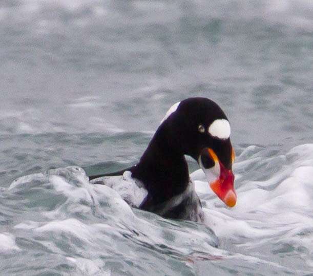 Image of scoter