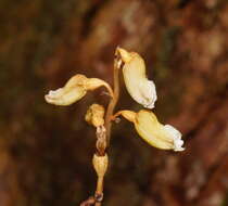 Image of Tall potato orchid