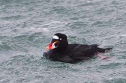 Image of scoter