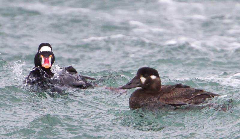 Image of scoter