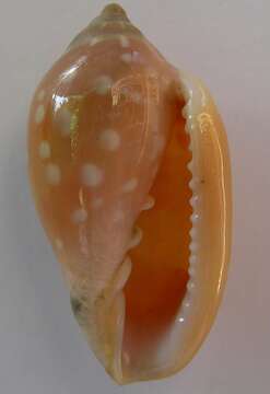 Image of Marginella sebastiani Marche-Marchad & Rosso 1979