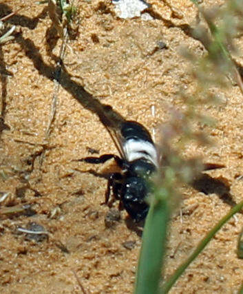 Imagem de Megachile maxillosa Guérin-Méneville 1845