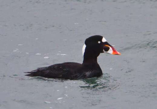 Image of scoter