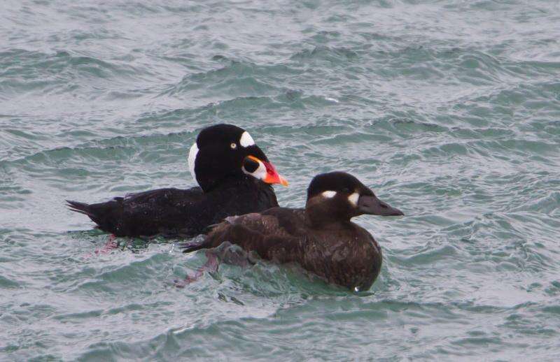 Image of scoter