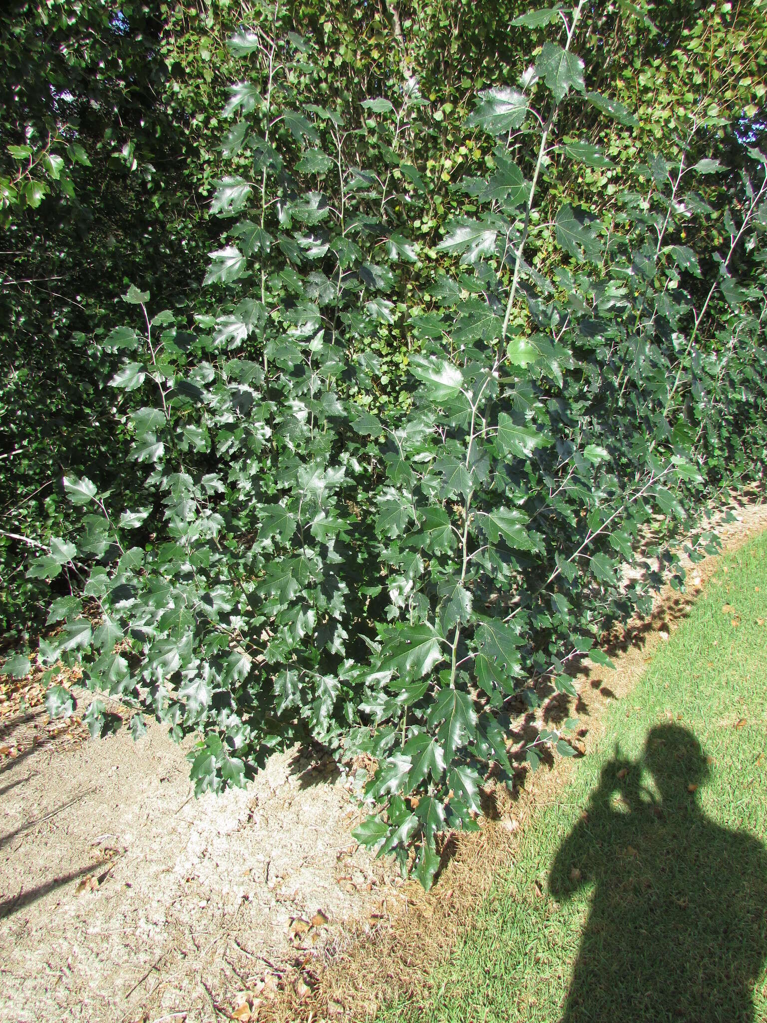 Image of White Poplar