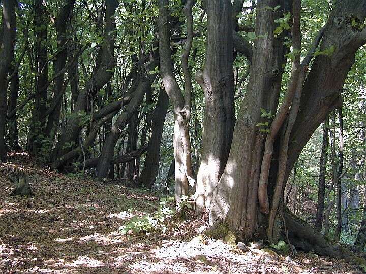 Image of European hornbeam