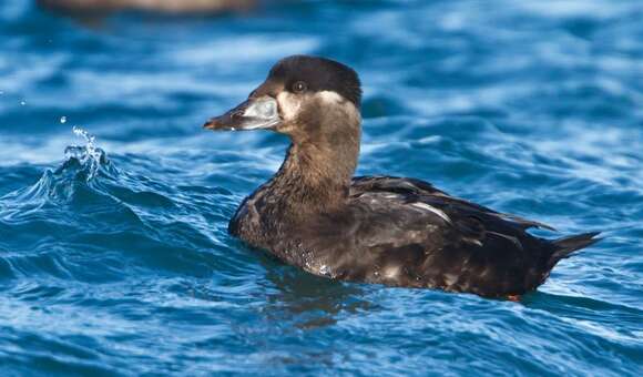 Image of scoter