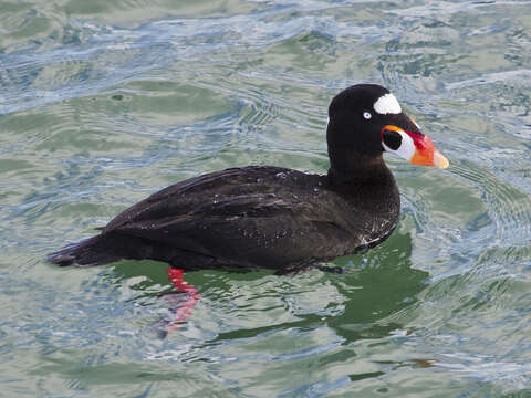 Image of scoter