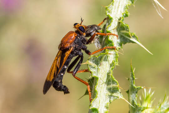 Image of Asilus barbarus Linnaeus 1758