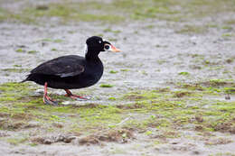 Image of scoter