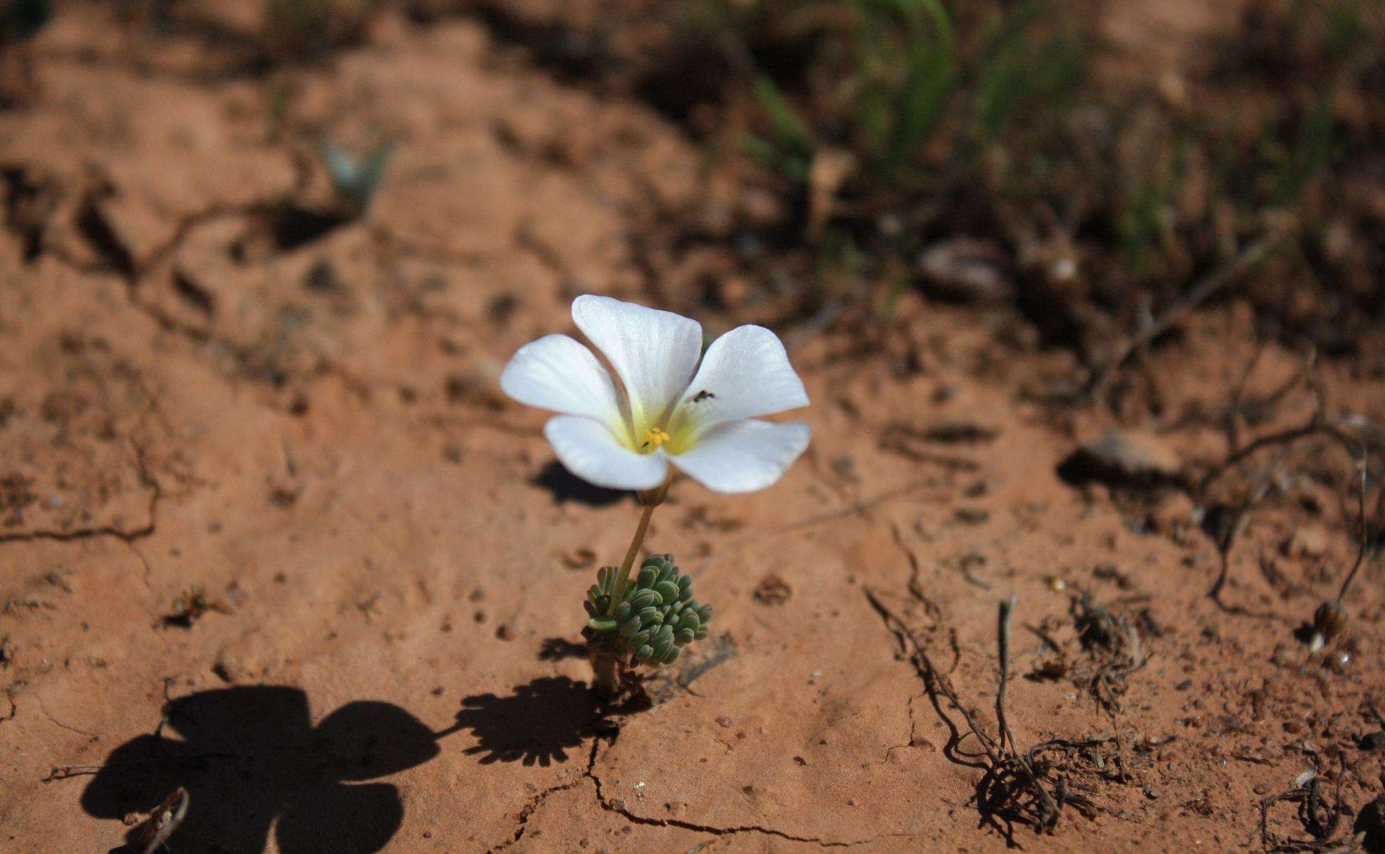 Image of Oxalis furcillata var. furcillata