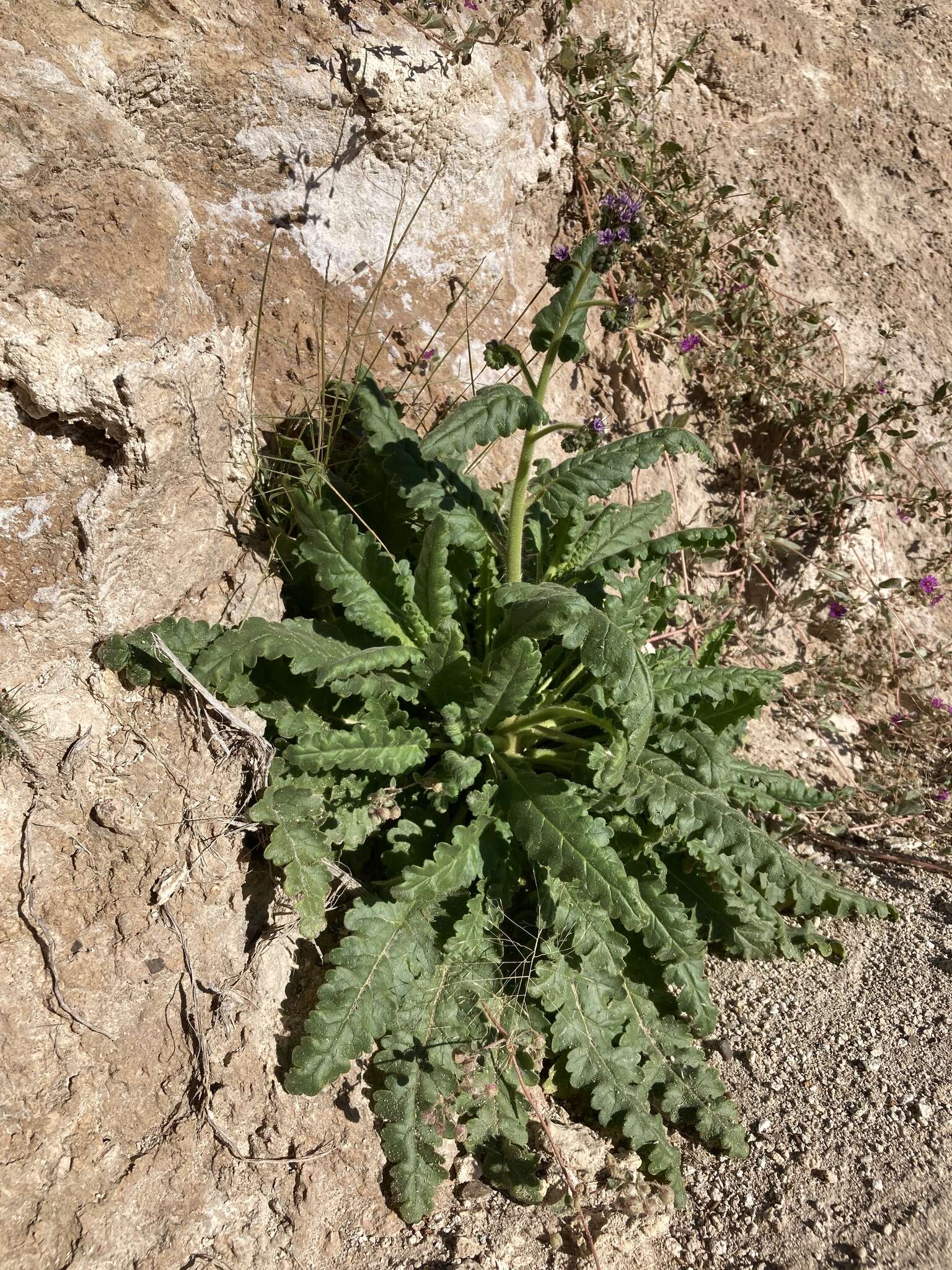 Image of Texan phacelia