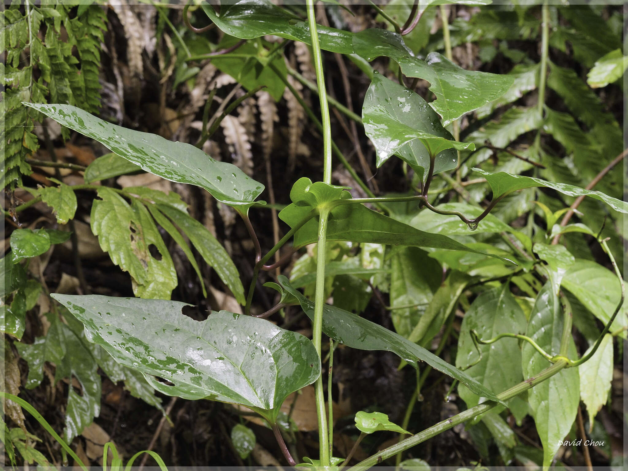 Image of Clematis tashiroi Maxim.