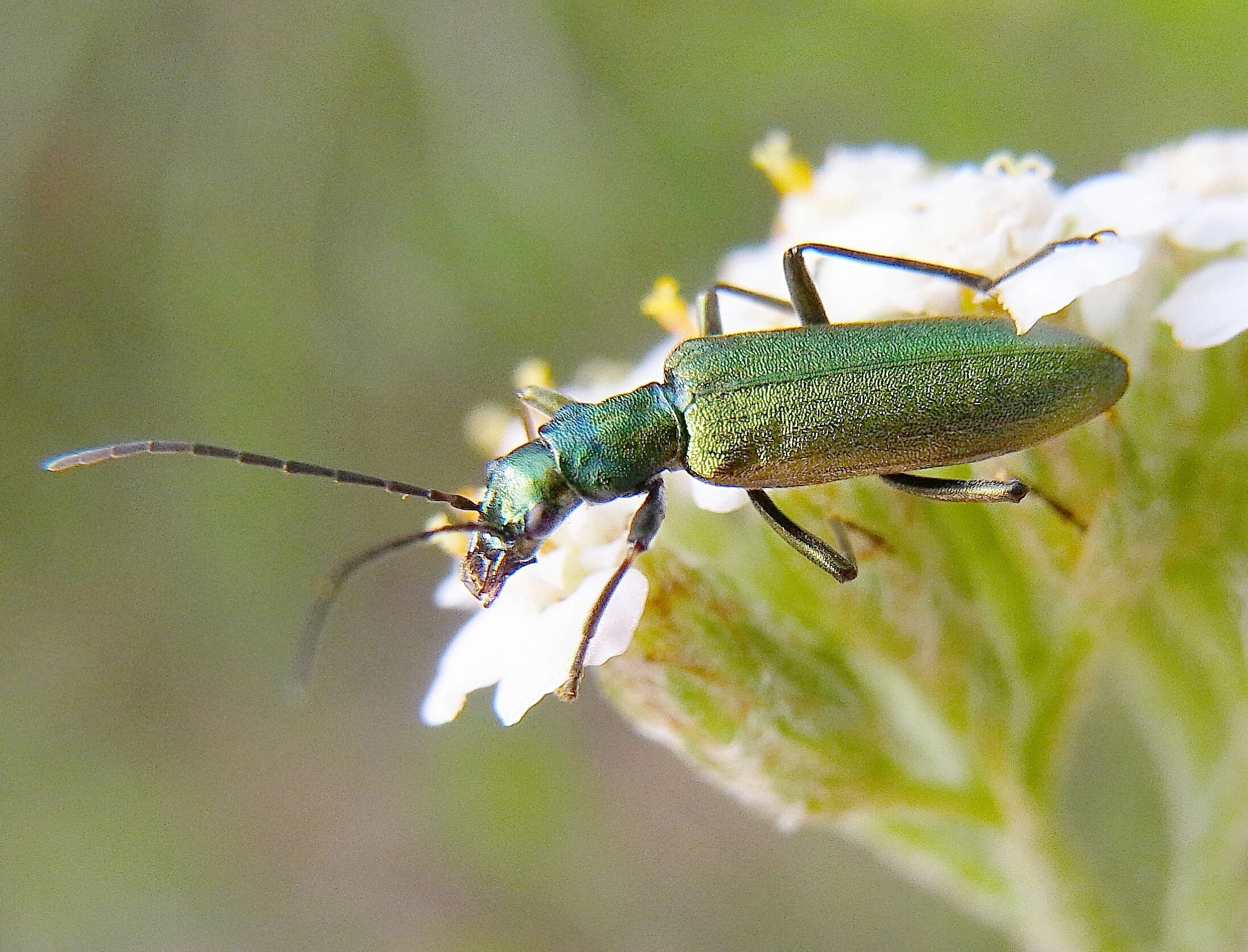 Image of Chrysanthia viridissima