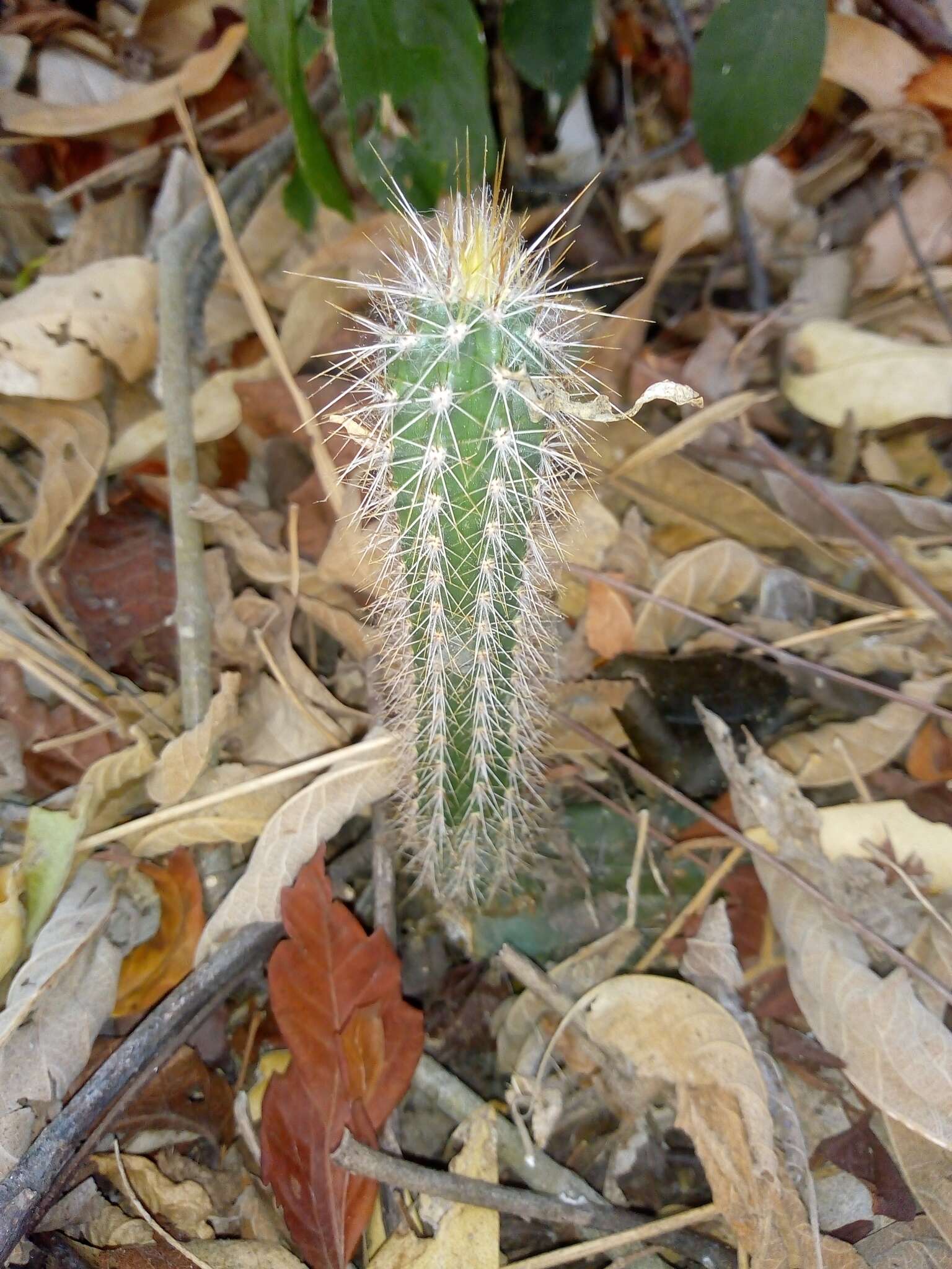 Image of Pilosocereus lanuginosus (L.) Byles & G. D. Rowley