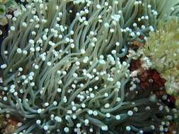 Image of Stony coral