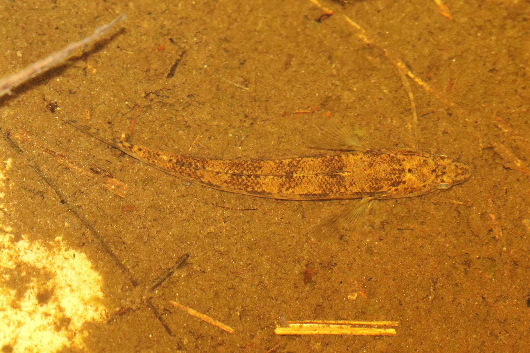 Image de Pseudaphritidae